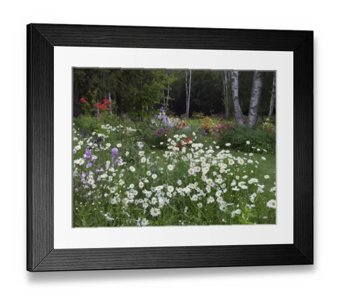 Framed Print : Canada, New Brunswick, Kingston, Shampers Bluff. Scenic of forest and garden. Credit as Framed Print : Canada, New Brunswick, Kingston, Shampers Bluff. Scenic of forest and garden. Credit as