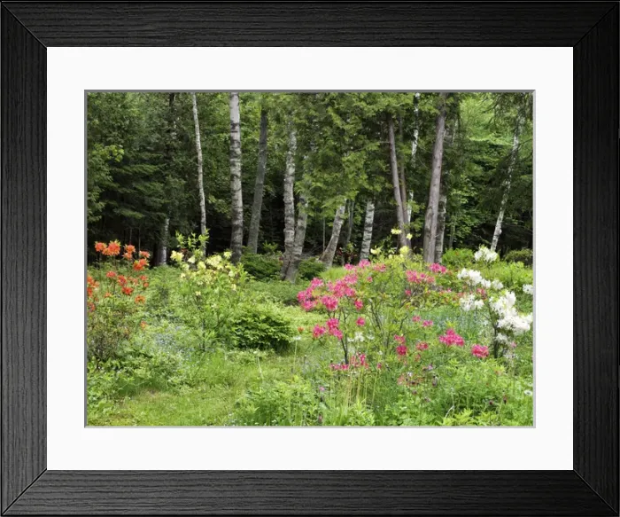 Framed Print : Canada, New Brunswick, Kingston, Shampers Bluff. Scenic of forest and garden. Credit as Framed Print : Canada, New Brunswick, Kingston, Shampers Bluff. Scenic of forest and garden. Credit as