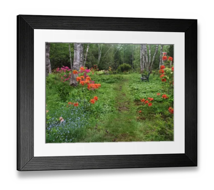 Framed Print : Canada, New Brunswick, Kingston, Shampers Bluff. Scenic of forest and garden. Credit as Framed Print : Canada, New Brunswick, Kingston, Shampers Bluff. Scenic of forest and garden. Credit as
