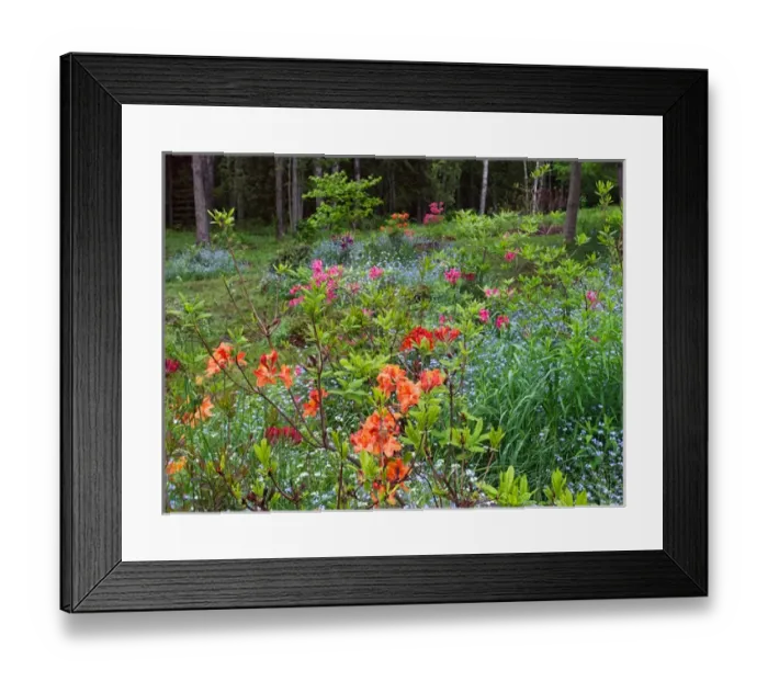Framed Print : Canada, New Brunswick, Kingston, Shampers Bluff. Scenic of forest and garden. Credit as Framed Print : Canada, New Brunswick, Kingston, Shampers Bluff. Scenic of forest and garden. Credit as