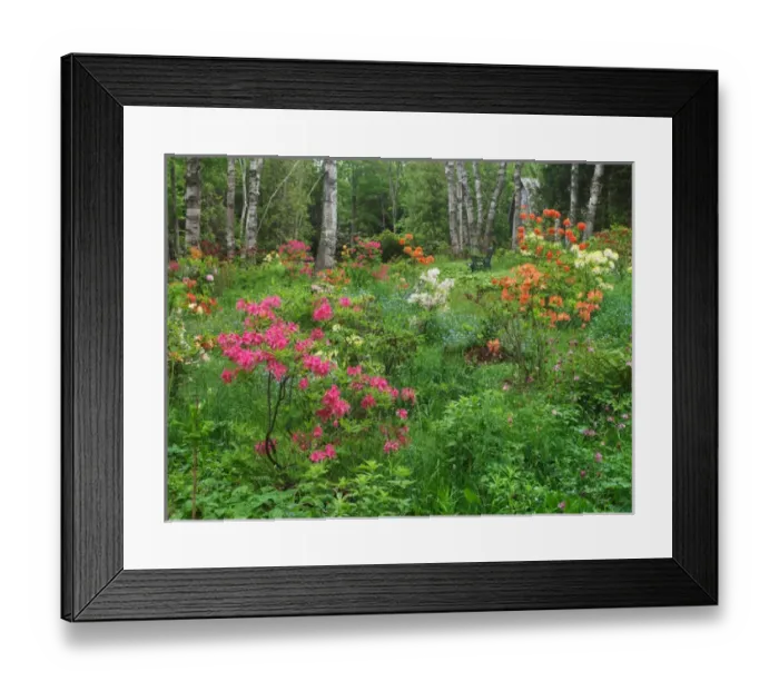 Framed Print : Canada, New Brunswick, Kingston, Shampers Bluff. Scenic of forest and garden. Credit as Framed Print : Canada, New Brunswick, Kingston, Shampers Bluff. Scenic of forest and garden. Credit as