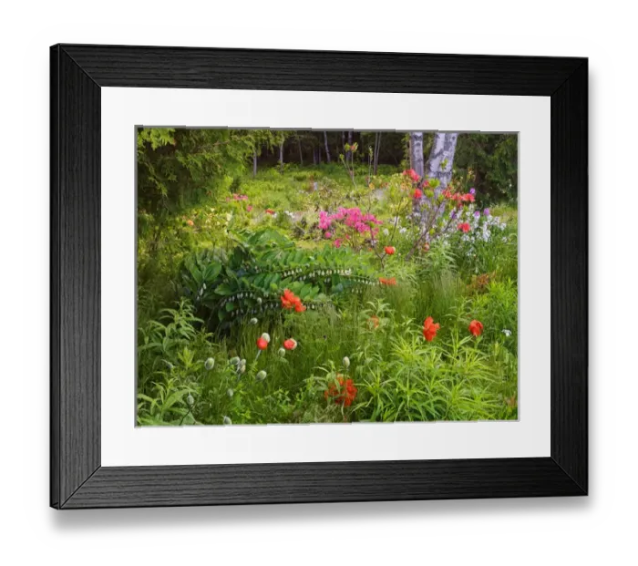 Framed Print : Canada, New Brunswick, Kingston, Shampers Bluff. Scenic of forest and garden. Credit as Framed Print : Canada, New Brunswick, Kingston, Shampers Bluff. Scenic of forest and garden. Credit as