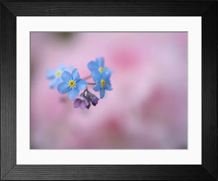Framed Print : Canada, New Brunswick, Kingston, Shampers Bluff. Close-up of forget-me-not flowers Framed Print : Canada, New Brunswick, Kingston, Shampers Bluff. Close-up of forget-me-not flowers