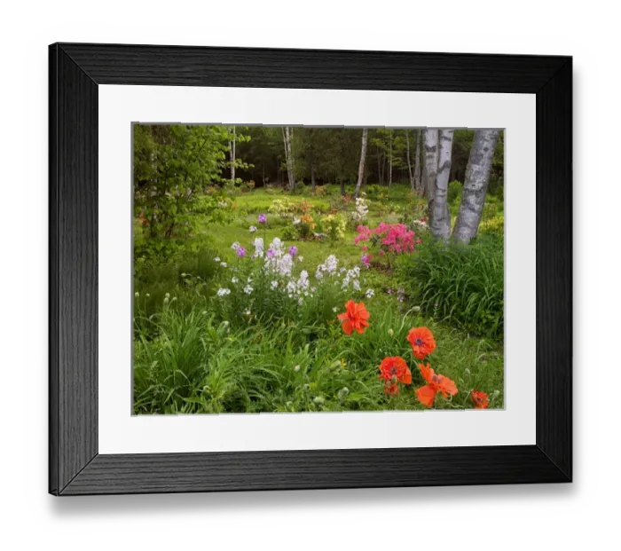 Framed Print : Canada, New Brunswick, Kingston, Shampers Bluff. Scenic of forest and garden. Credit as Framed Print : Canada, New Brunswick, Kingston, Shampers Bluff. Scenic of forest and garden. Credit as