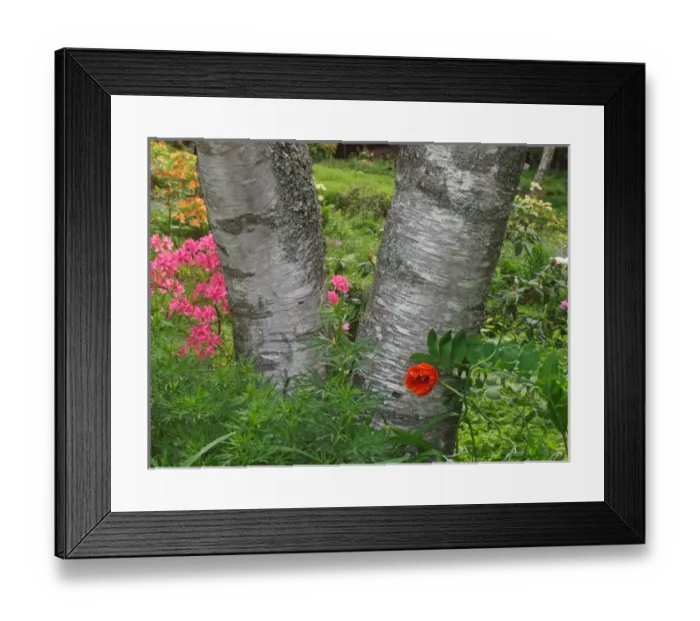 Framed Print : Canada, New Brunswick, Kingston, Shampers Bluff. Scenic close-up of birch tree and flowers Framed Print : Canada, New Brunswick, Kingston, Shampers Bluff. Scenic close-up of birch tree and flowers