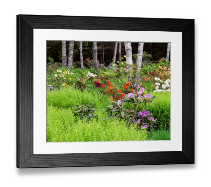 Framed Print : Canada, New Brunswick, Kingston, Shampers Bluff. Scenic of forest and garden. Credit as Framed Print : Canada, New Brunswick, Kingston, Shampers Bluff. Scenic of forest and garden. Credit as