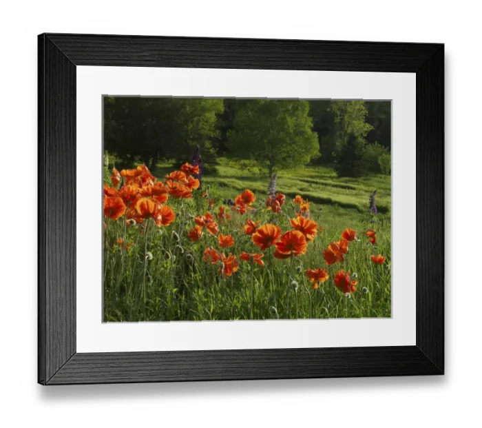 Framed Print : Canada, New Brunswick, Kingston, Shampers Bluff. Scenic of poppies and forest. Credit as Framed Print : Canada, New Brunswick, Kingston, Shampers Bluff. Scenic of poppies and forest. Credit as