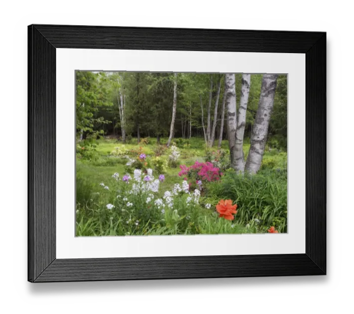 Framed Print : Canada, New Brunswick, Kingston, Shampers Bluff. Scenic of forest and garden. Credit as Framed Print : Canada, New Brunswick, Kingston, Shampers Bluff. Scenic of forest and garden. Credit as