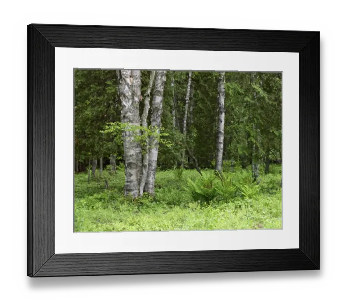 Framed Print : Canada, New Brunswick, Kingston, Shampers Bluff Framed Print : Canada, New Brunswick, Kingston, Shampers Bluff