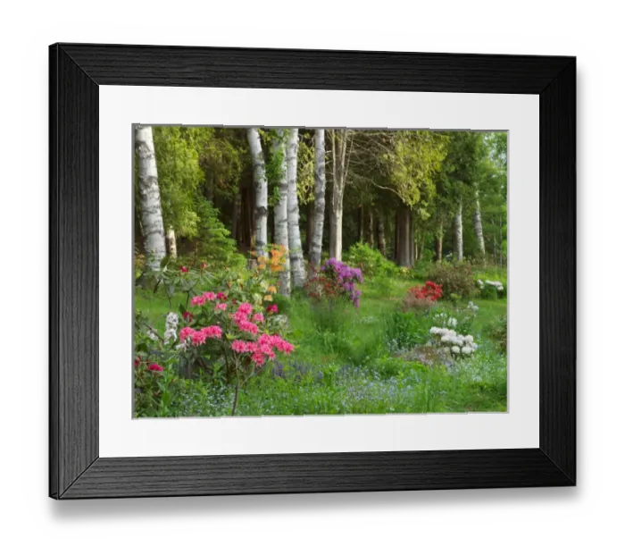 Framed Print : Canada, New Brunswick, Kingston, Shampers Bluff. Scenic of forest and garden. Credit as