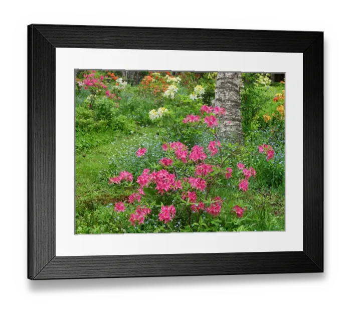 Framed Print : Canada, New Brunswick, Kingston, Shampers Bluff Framed Print : Canada, New Brunswick, Kingston, Shampers Bluff