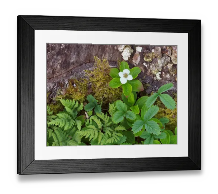 Framed Print : Canada, New Brunswick, Kingston, Shampers Bluff. Close-up of plants on forest floor Framed Print : Canada, New Brunswick, Kingston, Shampers Bluff. Close-up of plants on forest floor