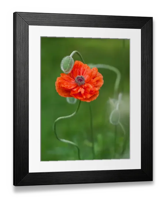 Framed Print : Canada, New Brunswick, Kingston, Shampers Bluff. Close-up of poppy flower and bud Framed Print : Canada, New Brunswick, Kingston, Shampers Bluff. Close-up of poppy flower and bud