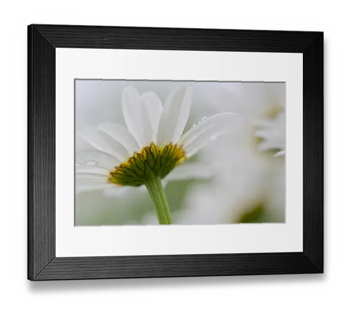 Framed Print : Canada, New Brunswick, Shampers Bluff. Close-up of daisy flower Framed Print : Canada, New Brunswick, Shampers Bluff. Close-up of daisy flower