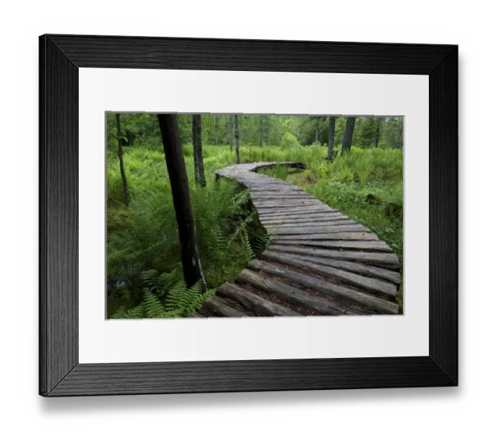 Framed Print : Canada, New Brunswick, Shampers Bluff. Log walkway in forest Framed Print : Canada, New Brunswick, Shampers Bluff. Log walkway in forest