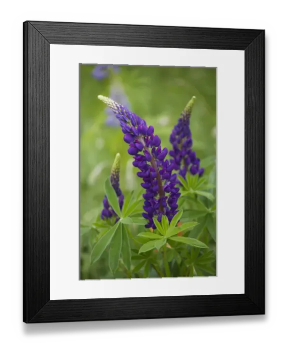 Framed Print : Canada, New Brunswick, Shampers Bluff. Close-up of lupine flowers Framed Print : Canada, New Brunswick, Shampers Bluff. Close-up of lupine flowers