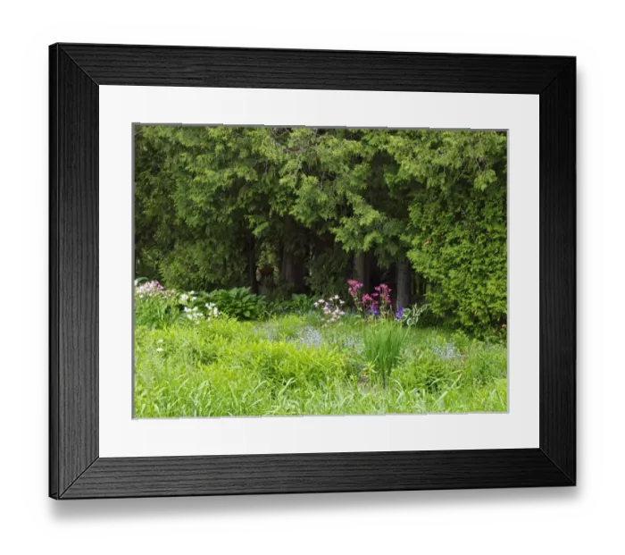Framed Print : Canada, New Brunswick, Kingston, Shampers Bluff. Scenic of forest and garden. Credit as Framed Print : Canada, New Brunswick, Kingston, Shampers Bluff. Scenic of forest and garden. Credit as