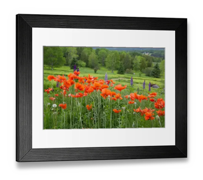 Framed Print : Canada, New Brunswick, Shampers Bluff. Landscape with poppies and lupine. Credit as Framed Print : Canada, New Brunswick, Shampers Bluff. Landscape with poppies and lupine. Credit as