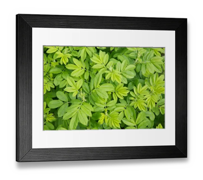 Framed Print : Canada, New Brunswick, Shampers Bluff. Close-up of leafy vegetation Framed Print : Canada, New Brunswick, Shampers Bluff. Close-up of leafy vegetation