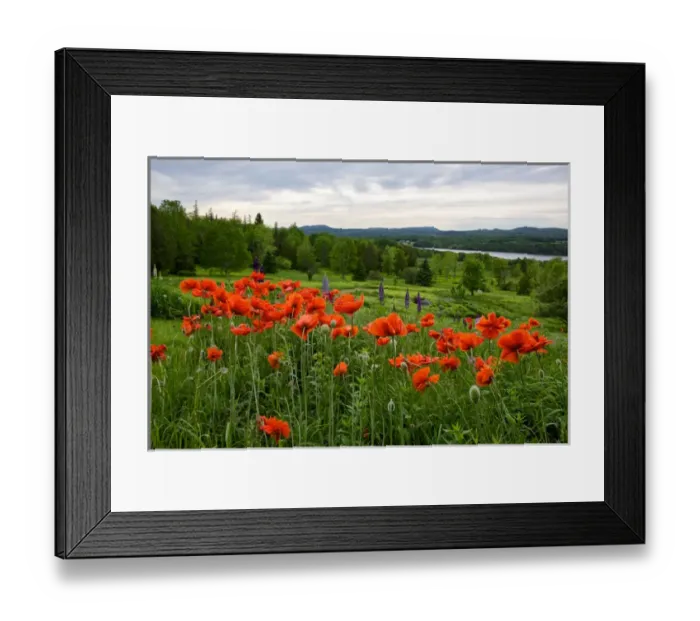 Framed Print : Canada, New Brunswick, Shampers Bluff. Landscape with flowers and St. John River Framed Print : Canada, New Brunswick, Shampers Bluff. Landscape with flowers and St. John River