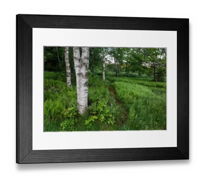 Framed Print : Canada, New Brunswick, Shampers Bluff. Forest scenic