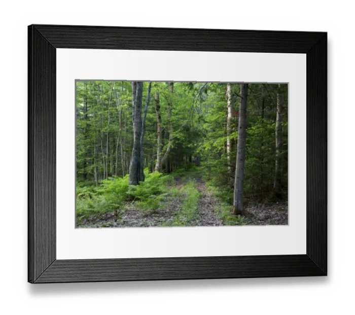 Framed Print : Canada, New Brunswick, Shampers Bluff. Forest scenic Framed Print : Canada, New Brunswick, Shampers Bluff. Forest scenic