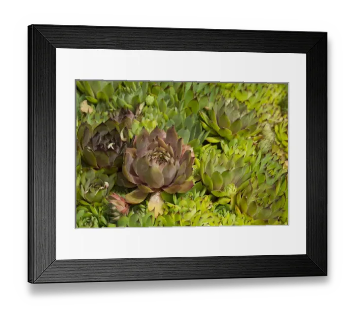 Framed Print : Canada, New Brunswick, Charlotte County. St. Andrews (aka St. Andrews-by-the-Sea)