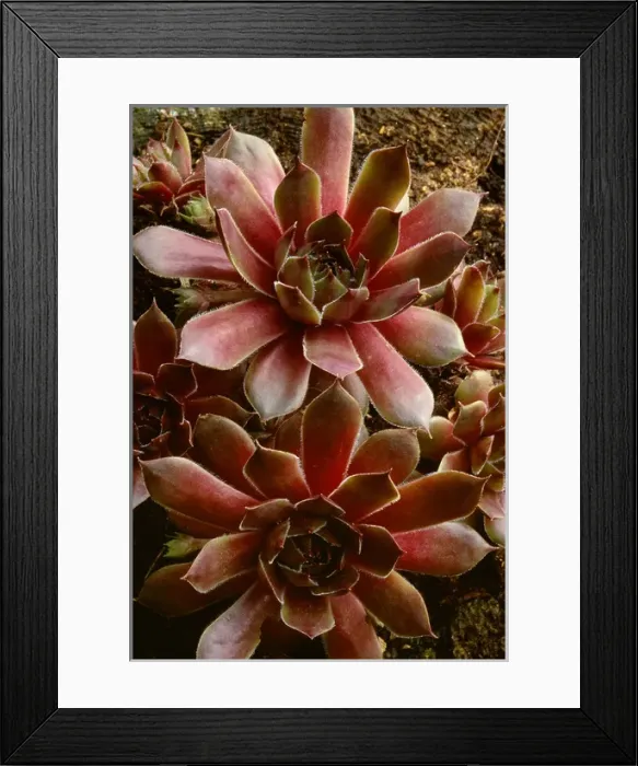 Framed Print : Canada, Shampers Bluff. Succulent plant close-up