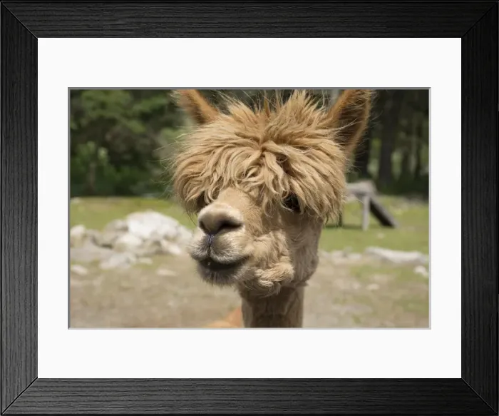 Framed Print : Canada, New Brunswick, Charlotte County. St. Andrews (aka St. Andrews-by-the-Sea)