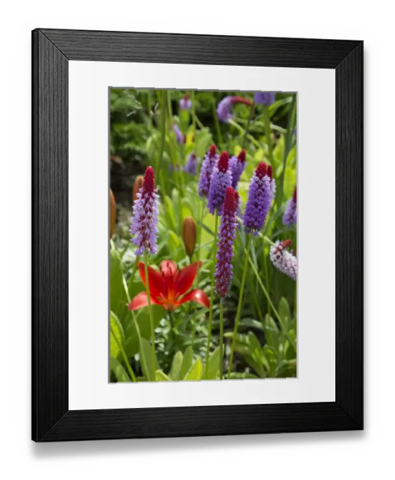 Framed Print : Canada, New Brunswick, Charlotte County. St. Andrews (aka St. Andrews-by-the-Sea) Framed Print : Canada, New Brunswick, Charlotte County. St. Andrews (aka St. Andrews-by-the-Sea)