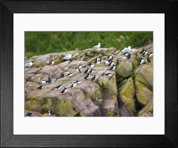Framed Print : Avalon Peninsula Framed Print : Avalon Peninsula