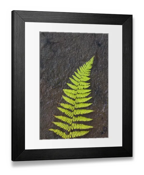 Framed Print : North America, Canada, Nova Scotia, Cape Breton, fern
