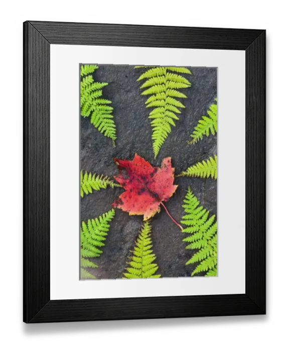 Framed Print : North America, Canada, Nova Scotia, Cape Breton, eight green ferns and maple leaf Framed Print : North America, Canada, Nova Scotia, Cape Breton, eight green ferns and maple leaf