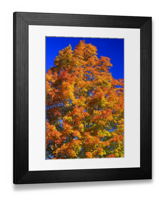 Framed Print : North America, Canada, Nova Scotia, Cape Breton, Cabot Trail, Tree in Fall colours