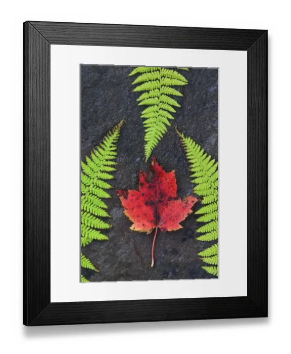 Framed Print : North America, Canada, Nova Scotia, Cape Breton, three green ferns and dead maple leaf