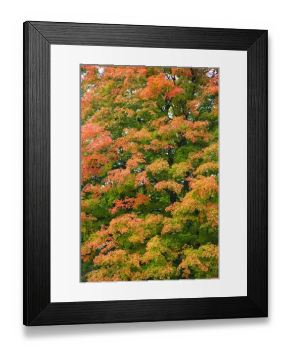 Framed Print : North America, Canada, Nova Scotia, Cape Breton, Cabot Trail, Fall colours in Margaree Framed Print : North America, Canada, Nova Scotia, Cape Breton, Cabot Trail, Fall colours in Margaree