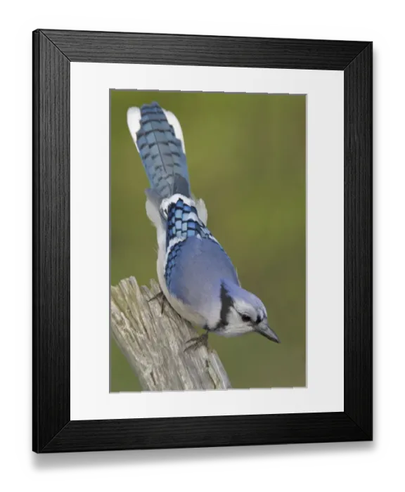 Framed Print : Canada, Ontario, Rondeau Provincial Park. Close-up of inquisitive blue jay on dead tree limb Framed Print : Canada, Ontario, Rondeau Provincial Park. Close-up of inquisitive blue jay on dead tree limb