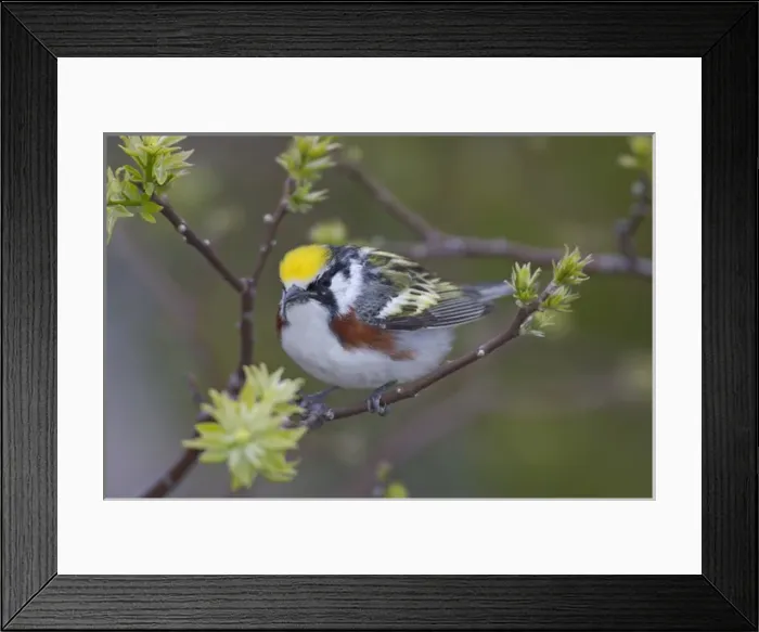 Framed Print : Canada, Ontario, Pt. Pelee National Park. Close-up of male chestnut-sided warbler on tree limb Framed Print : Canada, Ontario, Pt. Pelee National Park. Close-up of male chestnut-sided warbler on tree limb
