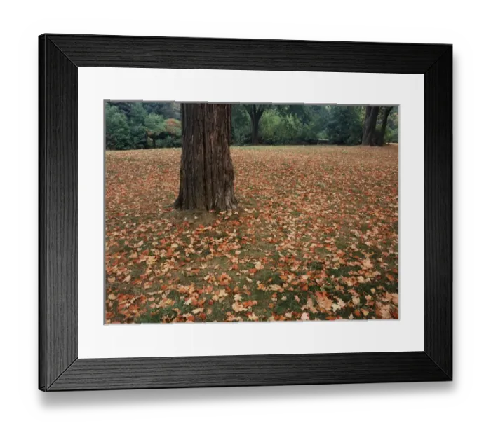 Framed Print : Canada, Ontario, Kitchener, View of Urban Park Framed Print : Canada, Ontario, Kitchener, View of Urban Park
