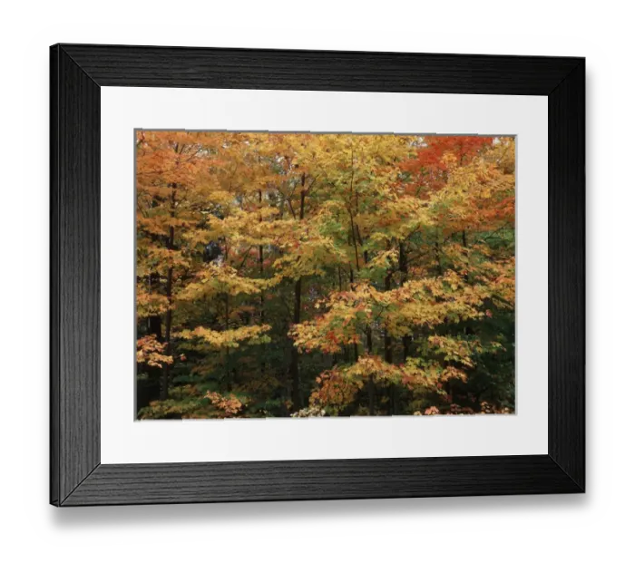 Framed Print : Canada, Ontario, Gravenhurst, View of forest in autumn Framed Print : Canada, Ontario, Gravenhurst, View of forest in autumn