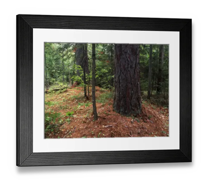 Framed Print : Canada, Ontario, Temagami, View of old growth pine forest Framed Print : Canada, Ontario, Temagami, View of old growth pine forest