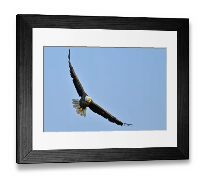 Framed Print : Canada, Ontario, Ear Falls. Bald Eagle in flight