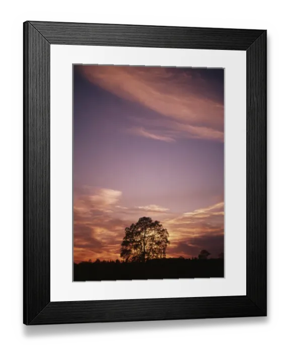 Framed Print : Canada, Ontario, Breslau, View of tree at sunset Framed Print : Canada, Ontario, Breslau, View of tree at sunset