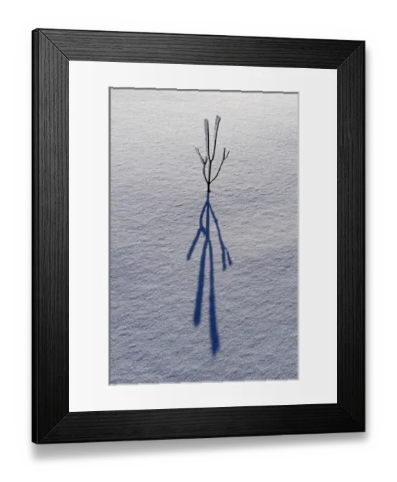 Framed Print : Canada, Ontario, Bourget. Plant shadow on snow Framed Print : Canada, Ontario, Bourget. Plant shadow on snow
