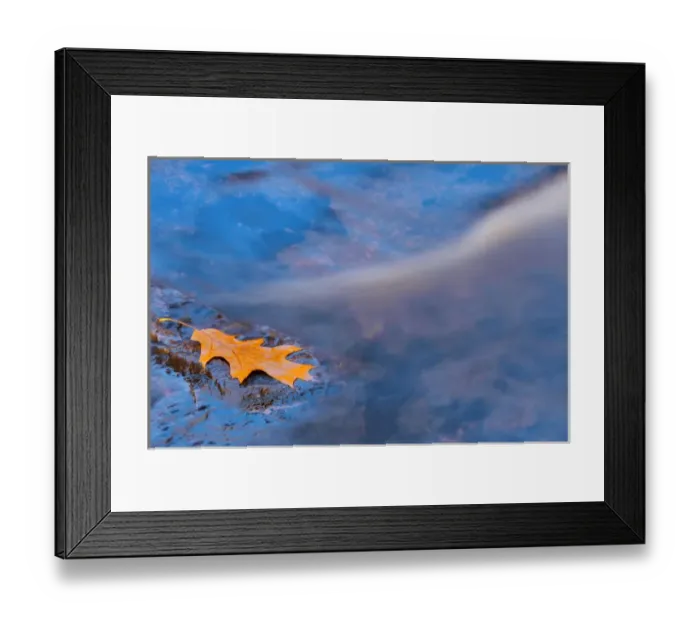 Framed Print : Canada, Ontario. Oak leaf on rock in Rosseau River Framed Print : Canada, Ontario. Oak leaf on rock in Rosseau River