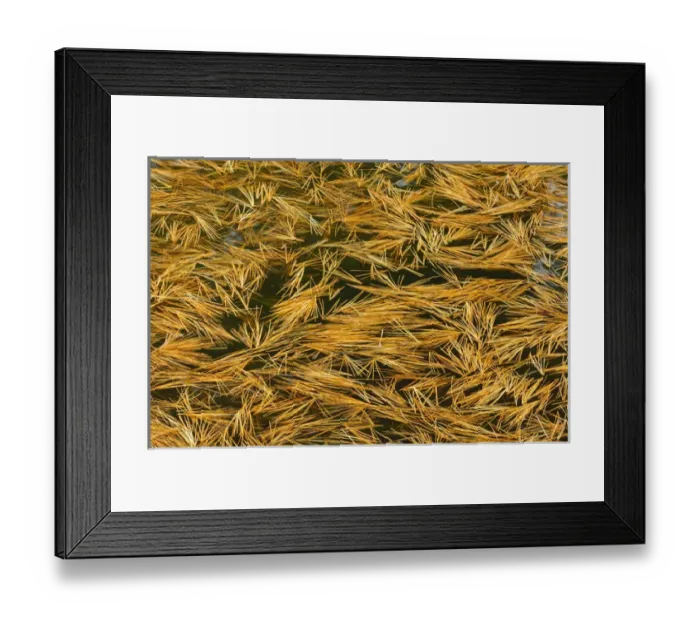 Framed Print : Canada, Ontario. Fallen white pine needles in water Framed Print : Canada, Ontario. Fallen white pine needles in water