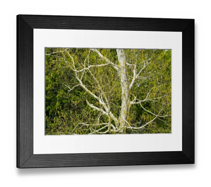 Framed Print : Canada, Ontario, Dorset. Birch tree with catkins in spring Framed Print : Canada, Ontario, Dorset. Birch tree with catkins in spring