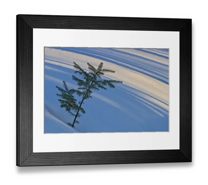 Framed Print : Canada, Ontario, Whitefish Falls. Balsam fir sapling in snow Framed Print : Canada, Ontario, Whitefish Falls. Balsam fir sapling in snow