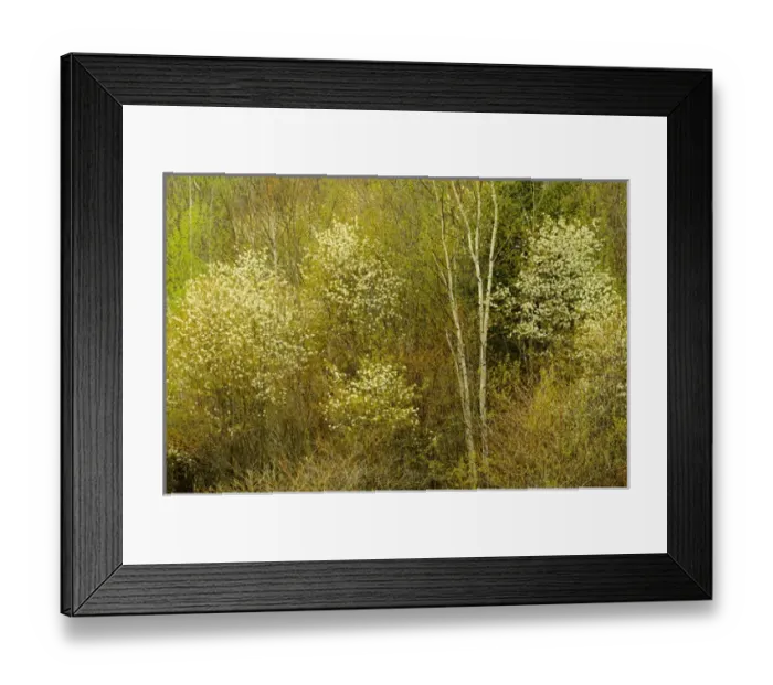 Framed Print : Canada, Ontario, Utterson. Serviceberry or saskatoon shrub in spring foliage. Credit as Framed Print : Canada, Ontario, Utterson. Serviceberry or saskatoon shrub in spring foliage. Credit as