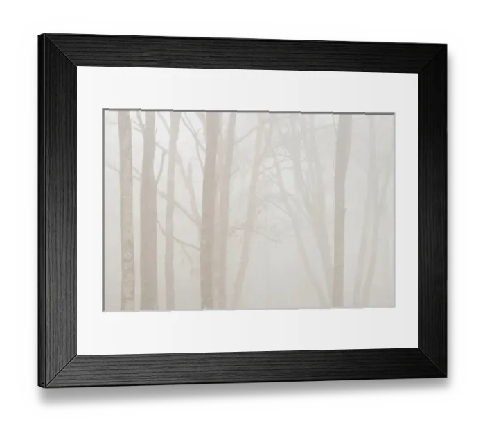 Framed Print : Canada, Ontario. Trees in fog next to Lake Superior Framed Print : Canada, Ontario. Trees in fog next to Lake Superior